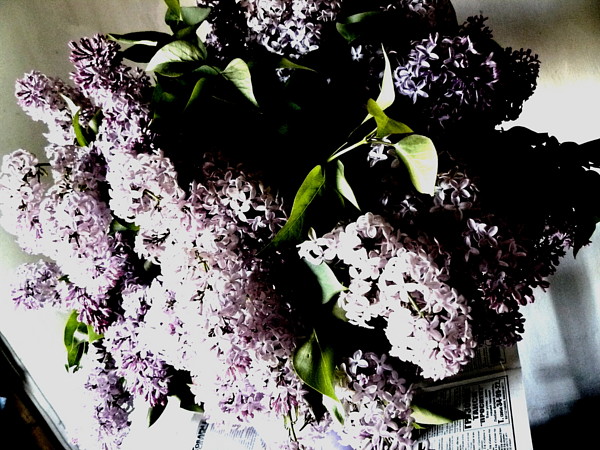 Altay flowers
