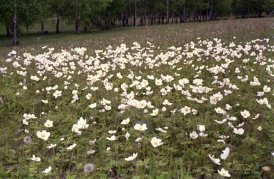 Flowers of Altay