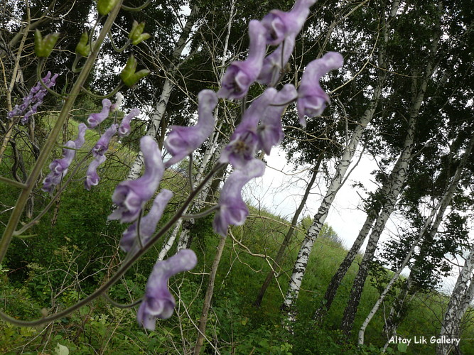 Алтайские цветы