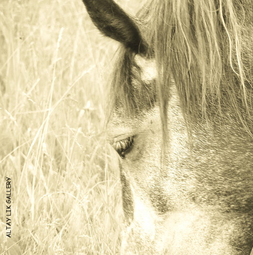 Серия Heaven horses